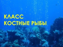 Конспект урока и презентация Костные рыбы