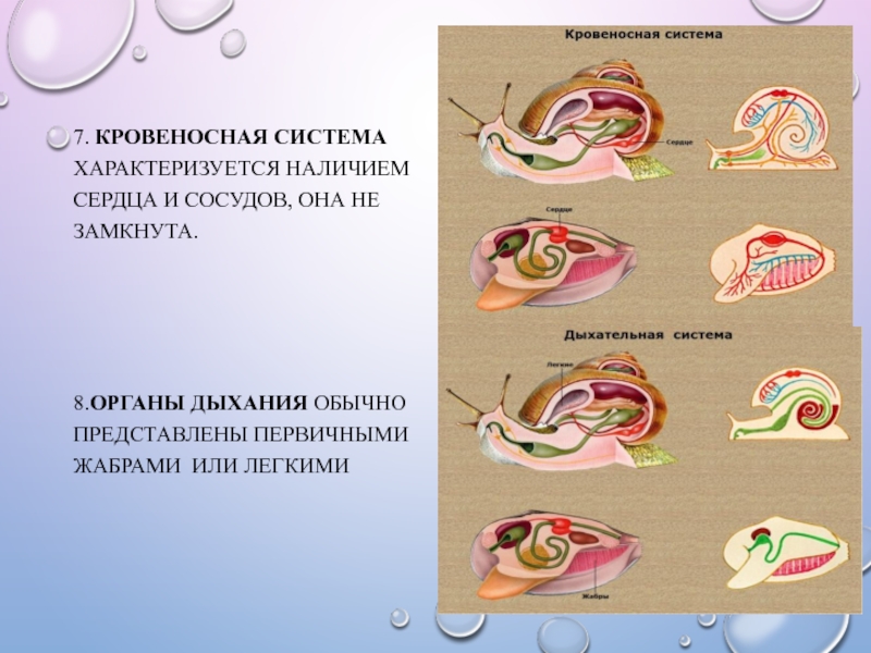 Схема строения кровеносной системы моллюсков