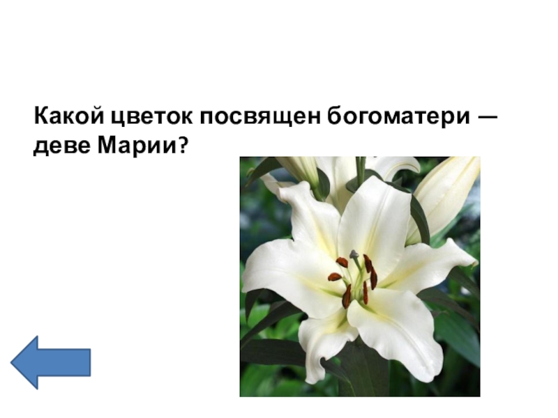 Какой цветок посвящен деве марии. Какой цветок посвящен деве марии. Мария пресвятая богородица. Дева мария (virgin mary). Какой цветок посвящен деве марии.