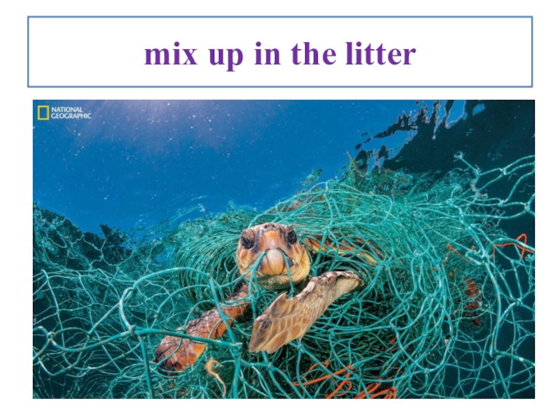 Marine litter презентация