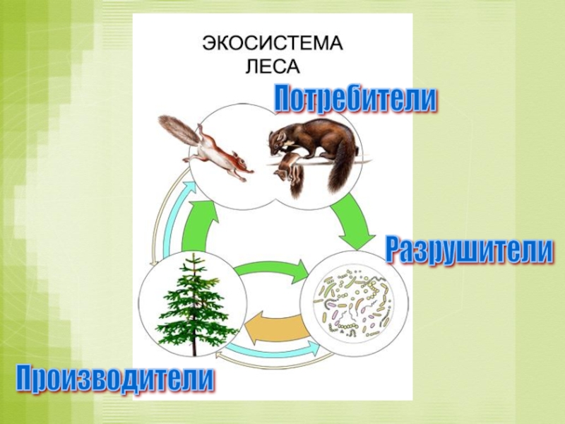 Биогеоценоз рисунок по биологии