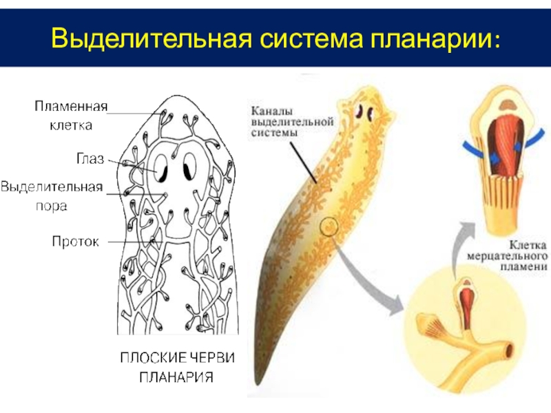 Выделительная система плоских червей. Выделительная система белой планарии. Строение выделительной системы плоских червей. Выделительная система органов плоских червей.