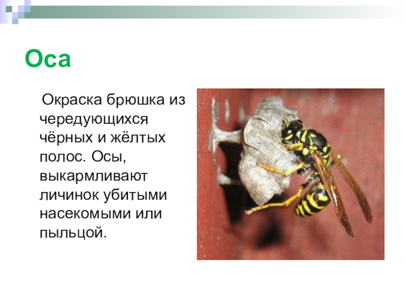 Оса класс. Брюшко осы. Оса Тип окраски. Типы окраски насекомых. Сообщение о осах.