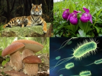 Презентация по биологии 7 класс Ботаника-наука о растениях.