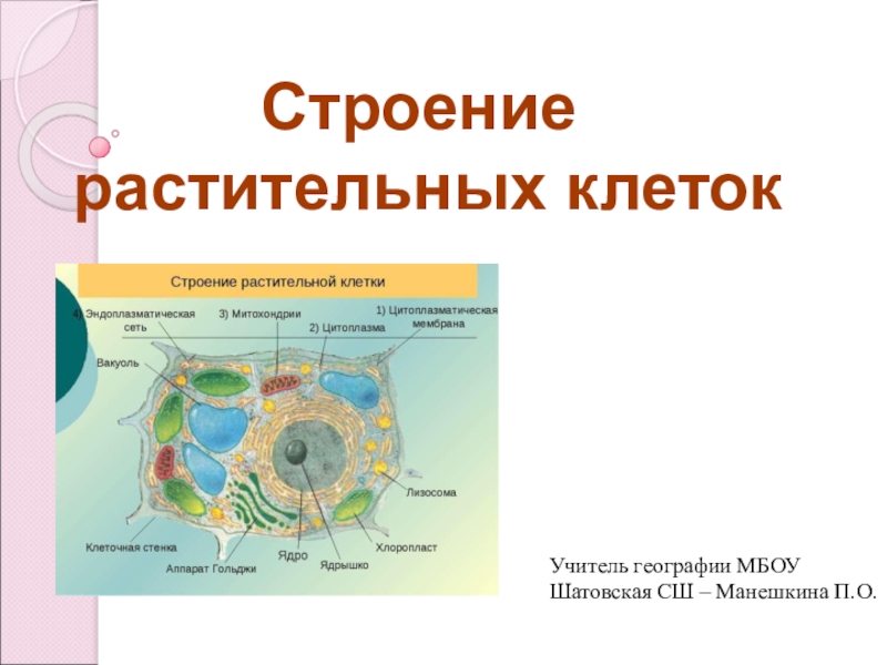 Презентация по географии Строение растительной клетки (6 класс)