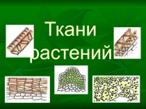Урок по биологии Ткани растений