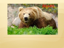 Презентация по теме Zoo