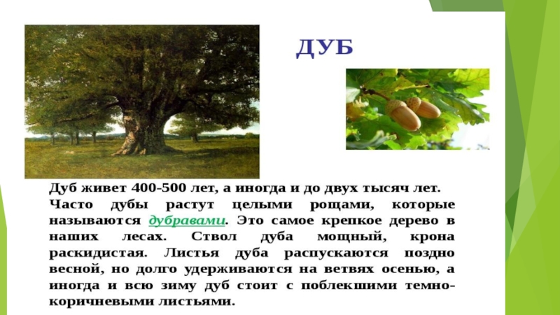 Анализ дуба. Сказка про дуб. Л. Н. толстой «дуб и орешник».. Дуб и орешник толстой. Басня Льва Толстого дуб и орешник.