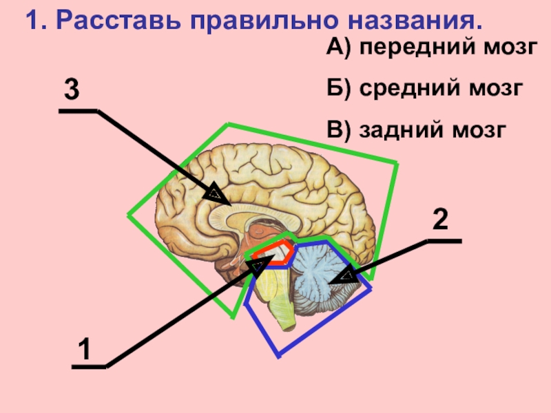 Передний мозг центр регуляции. Отделы головного мозга передний средний задний. Головной мозг передний средний задний мозг. Тест строение головного мозга 8 класс. Строение и функции среднего мозга мозга.