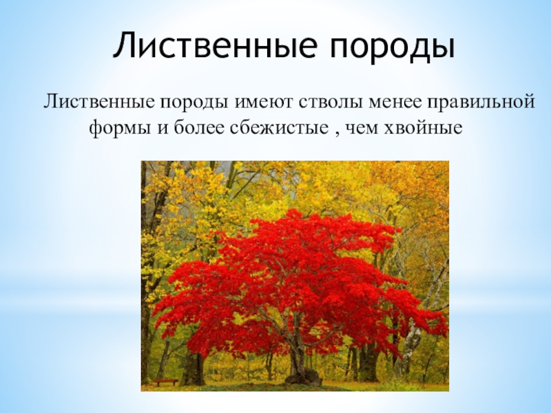 Лиственным породам относятся. Лиственные породы. Мягколиственные породы древесины. Широколиственные породы. Лиственные формы.