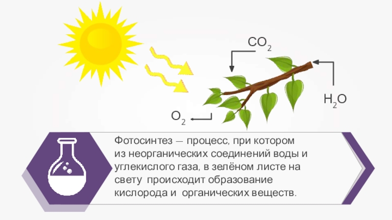 Нужен ли свет при фотосинтезе. Схема фотосинтеза у растений. Схема опыта фотосинтеза. Фотосинтез о2 со2 листок. Фотосинтез выделение кислорода.