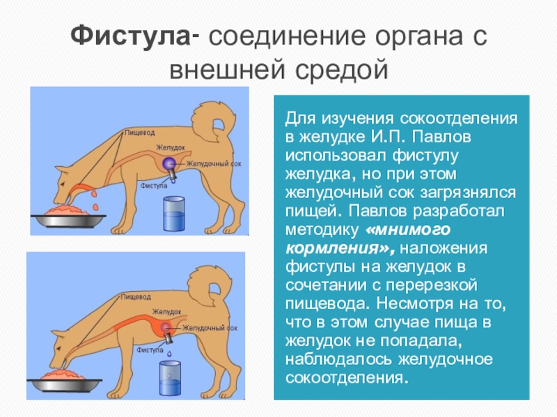 Соединительные органы