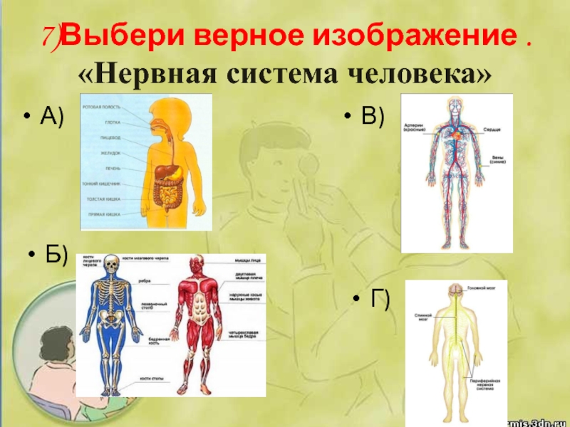 7)Выбери верное изображение . «Нервная система человека»А) Б) В) Г)