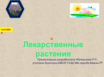 Лекарственные растения родного края