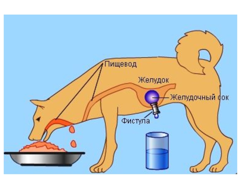 Фистула искусственная