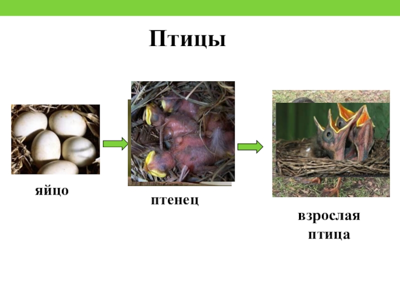 Модель развития животных. Размножение птиц для дошкольников. Яйцо птенец взрослая птица. Размножение и развитие птиц схема. Размножение птиц презентация.