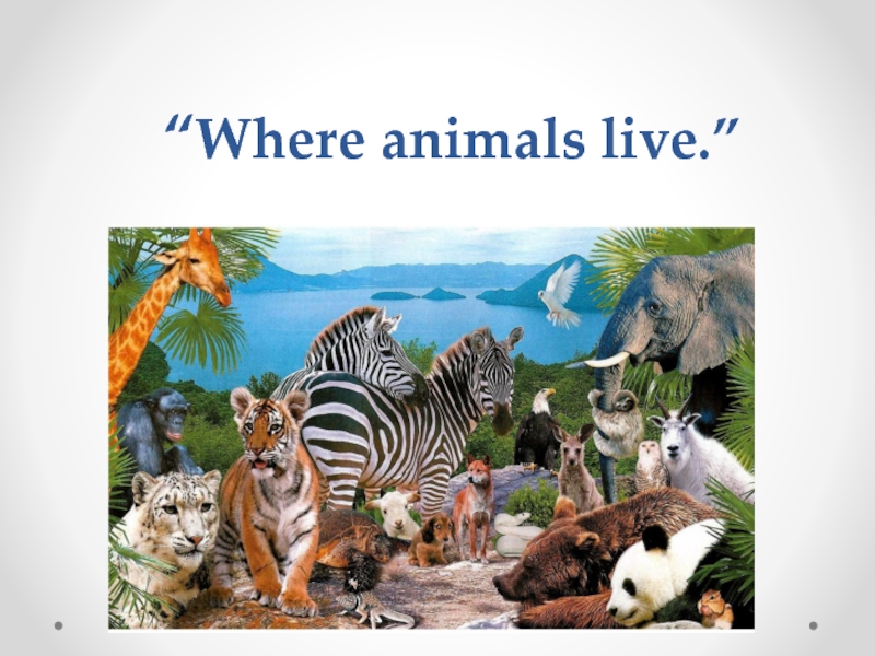 Where do the animals live