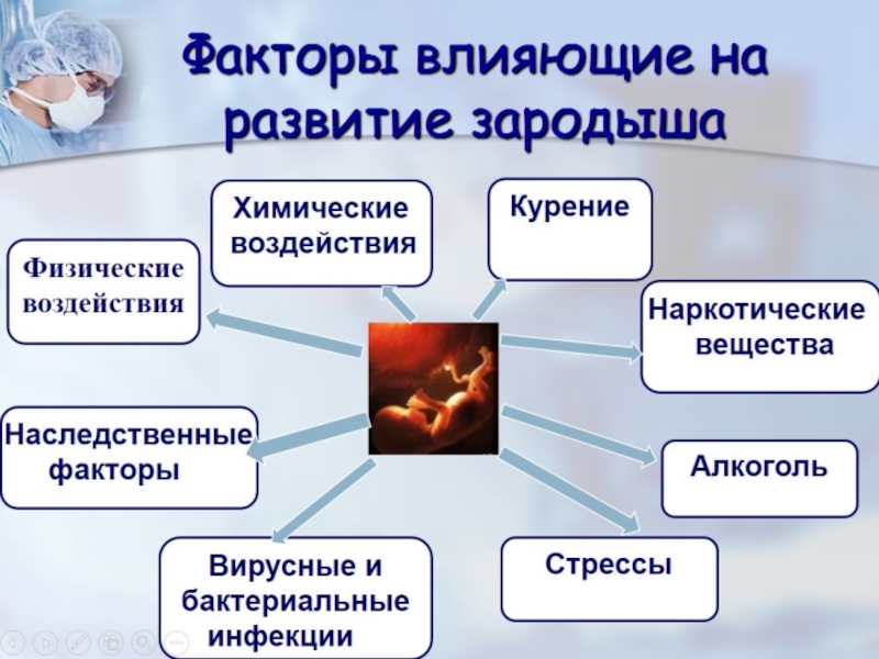 Биология индивидуального развития презентация