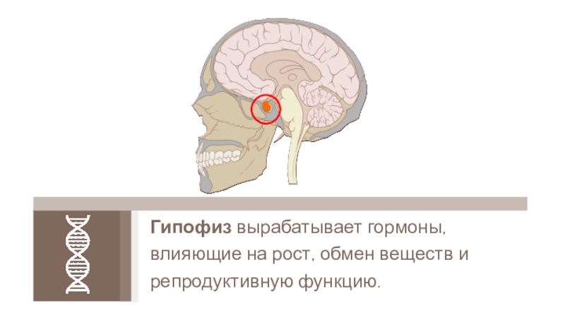 Найди рисунок на котором изображена железа вырабатывающая гормон адреналин