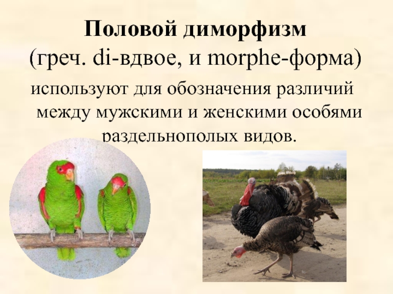 Диморфизм. Половой диморфизм. Половой диморфизм характерен для. Половой диморфизм кратко. Половой диморфизм это в биологии.