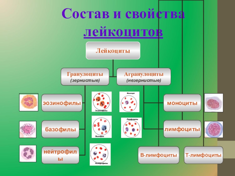 Лейкоциты свойства и функции. Лейкоцитарная формула и функции лейкоцитов. Лейкоциты характеристика и функции. Свойство лейкоцитов проникать через стенку капилляров?. Лейкоциты их строение и функции.