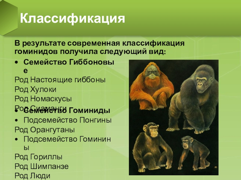 Сходства человека и обезьяны таблица