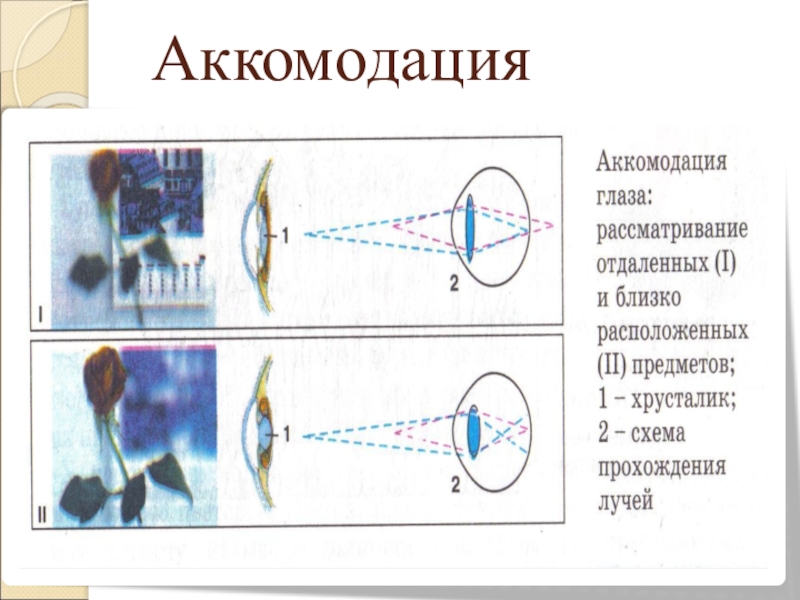 Очки с аккомодацией