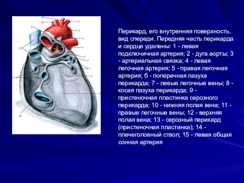 Сердце окружено околосердечной сумкой. Перикард (околосердечная сумка). Перикард топографическая анатомия. Строение перикарда анатомия. Строение перикарда сердца.