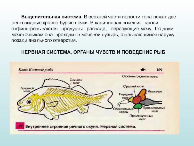 Лежащие организмы. Класс рыбы выделительная система. Выделительная система рыб 7 класс. Внешнее и внутреннее строение речного окуня. Отделы тела речного окуня.