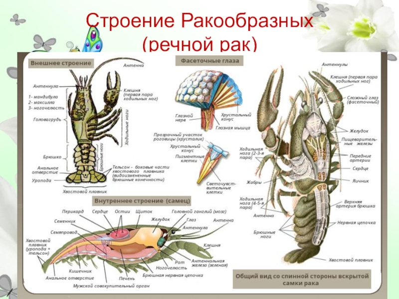 Строение Ракообразных (речной рак)