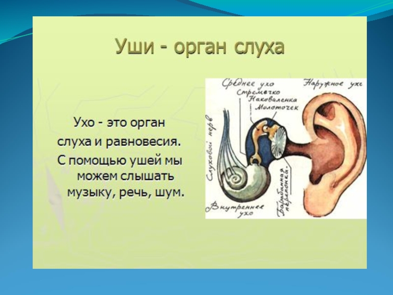 Слух интересное. Уши-органы слуха человека 3 класс окружающий мир. Презентация на тему органы слуха. Органы чувств человека уши слух. Тема по окружающему миру органы чувств.