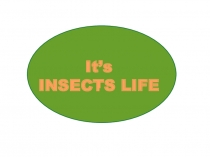 Презентация для урока английского в 5 классе Жизнь насекомых