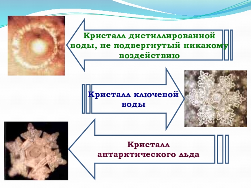 Память биология презентация