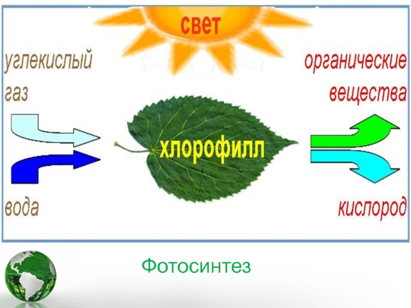 Схема процесса фотосинтеза рисунок. Схема фотосинтеза у растений. Фотосинтез листа схема. Фотосинтез зеленых растений. Схема процесса фотосинтеза.