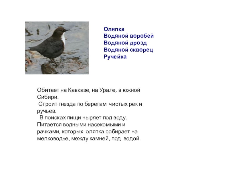 Скворец молодец 2 класс. Водяной Воробей оляпка. Дрозд оляпка. Оляпка описание. Оляпка водяной Воробей рассказ.