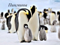 Презентация по географии на тему Пингвины - обитатели Антарктиды