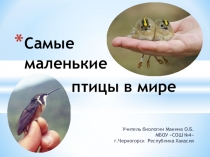 Презентация Самые маленькие птицы в мире