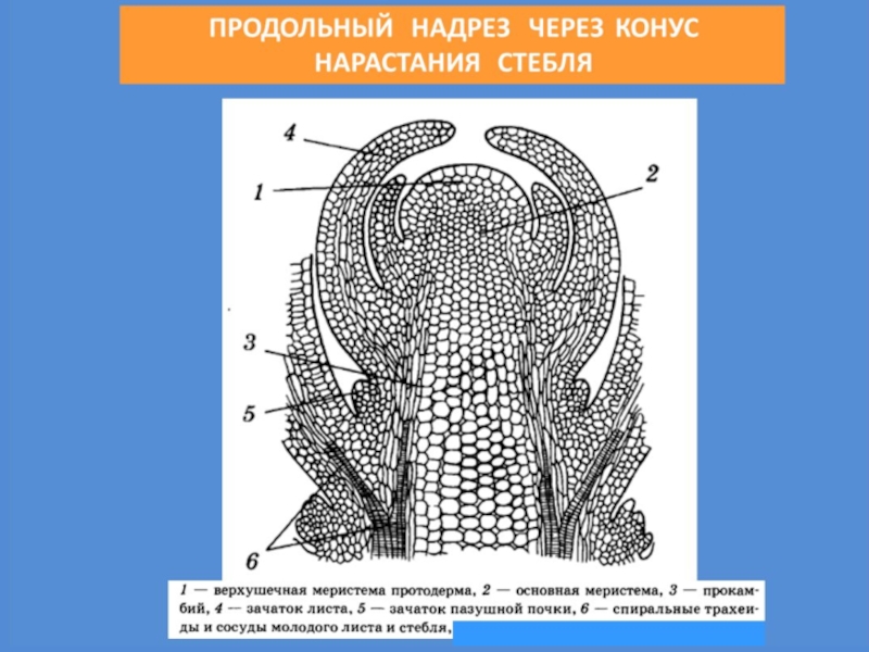 Конус нарастания. Клетки меристемы конуса нарастания. Схема продольного разреза верхушечной почки. Конус нарастания меристемы схема. Продольный разрез через конус нарастания.