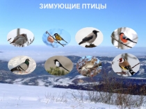 Презентация по познанию мираЗимующие птицы