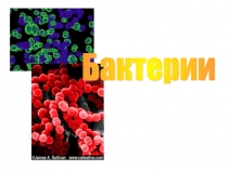 Презентация по биологии 5 класс Бактерии