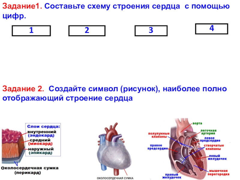 Строение и работа сердца класс. Строение сердца задание. Составьте схему строения сердца. Карточка строение сердца. Задания по теме строение сердца.