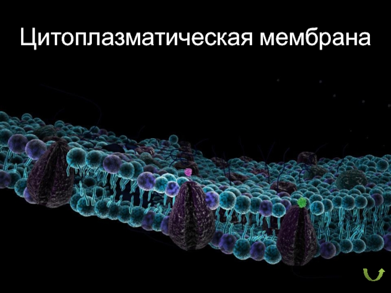 Цитоплазматическая мембрана