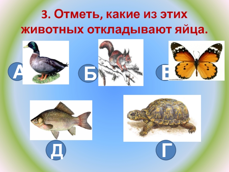 Размножение и развитие животных 3 класс. Какие звери откладывают яйца. Таблица размножение и развитие животных 3 класс школа России.