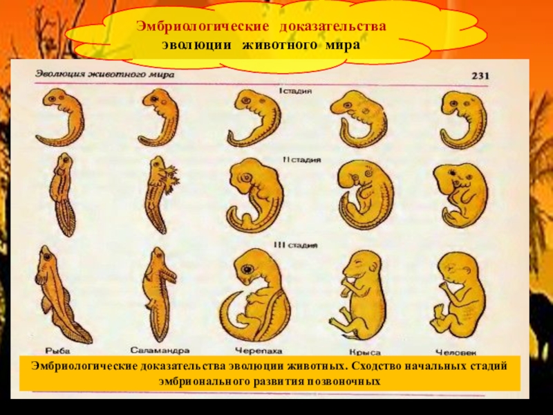 Презентация на тему эволюция животного мира 7 класс