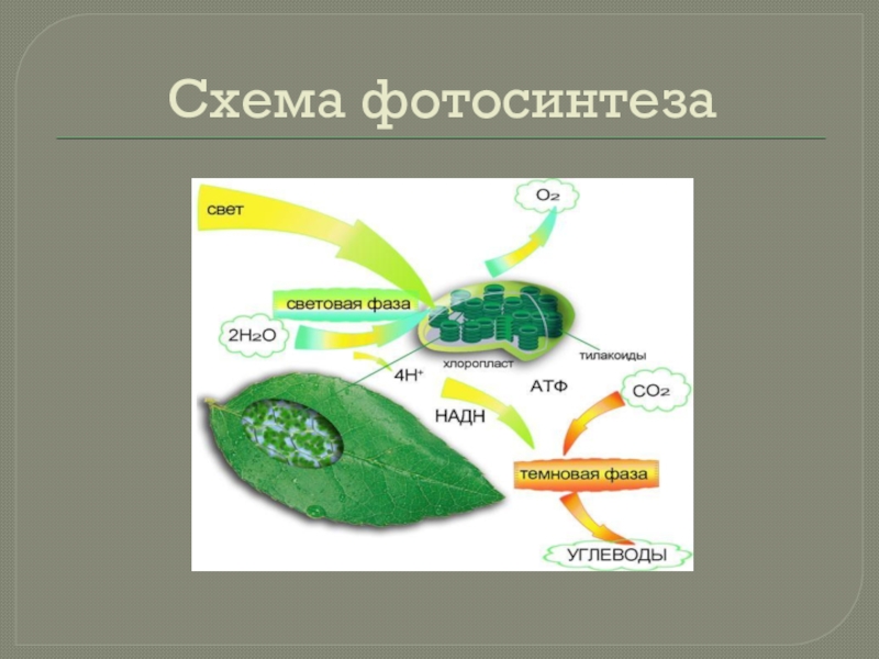 Презентации биология 11. Схема отражающая процесс фотосинтеза. Полная схема фотосинтеза. Процесс фотосинтеза у растений схема. Схема фотосинтеза 9 класс биология.