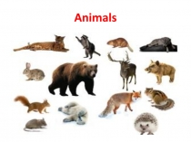 Презентация по английскому языку для 3 класса тема  Animals