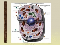 Презентация по биологии на тему Стр кл