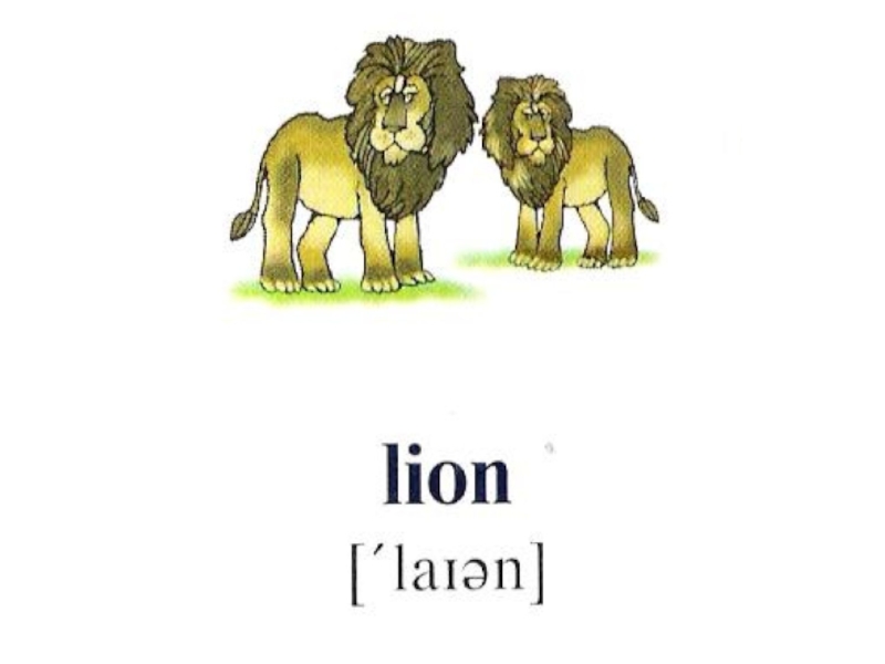 Как переводится лев. Лев по английскому. Лев на английском языке с транскрипцией. Лев по онг. Транскрипция животные.