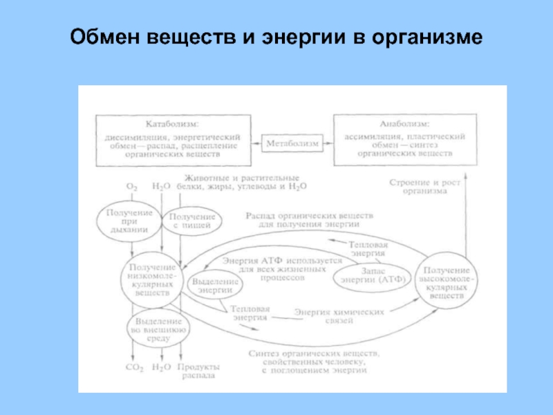 Обмен веществ и энергии это. Обмен веществ и энергии. Обмен веществ и энергии в организме человека. Обмен веществ и энергии метаболизм. Общая схема обмена веществ и энергии в организме человека.