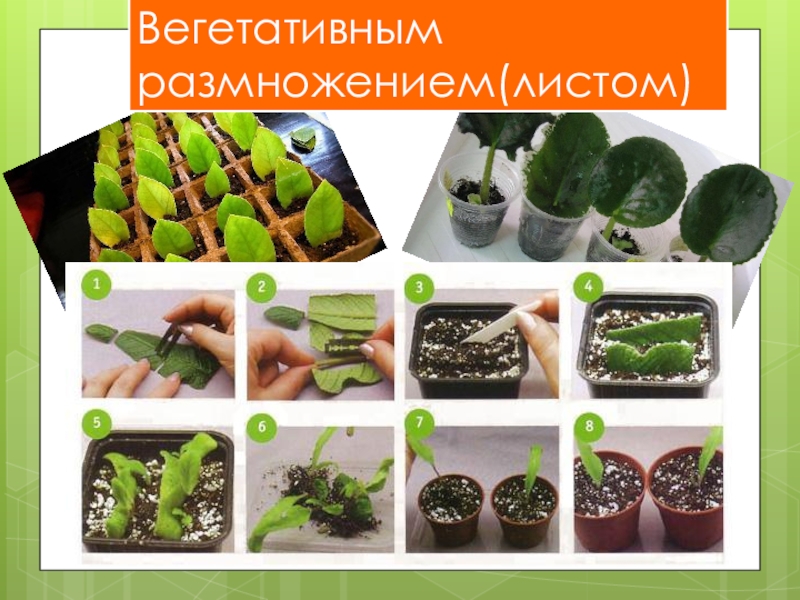 Вегетативное размножение растений фото растений